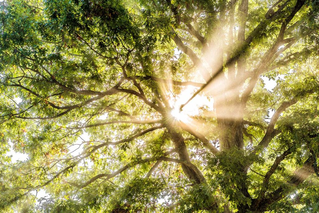 Light through a tree